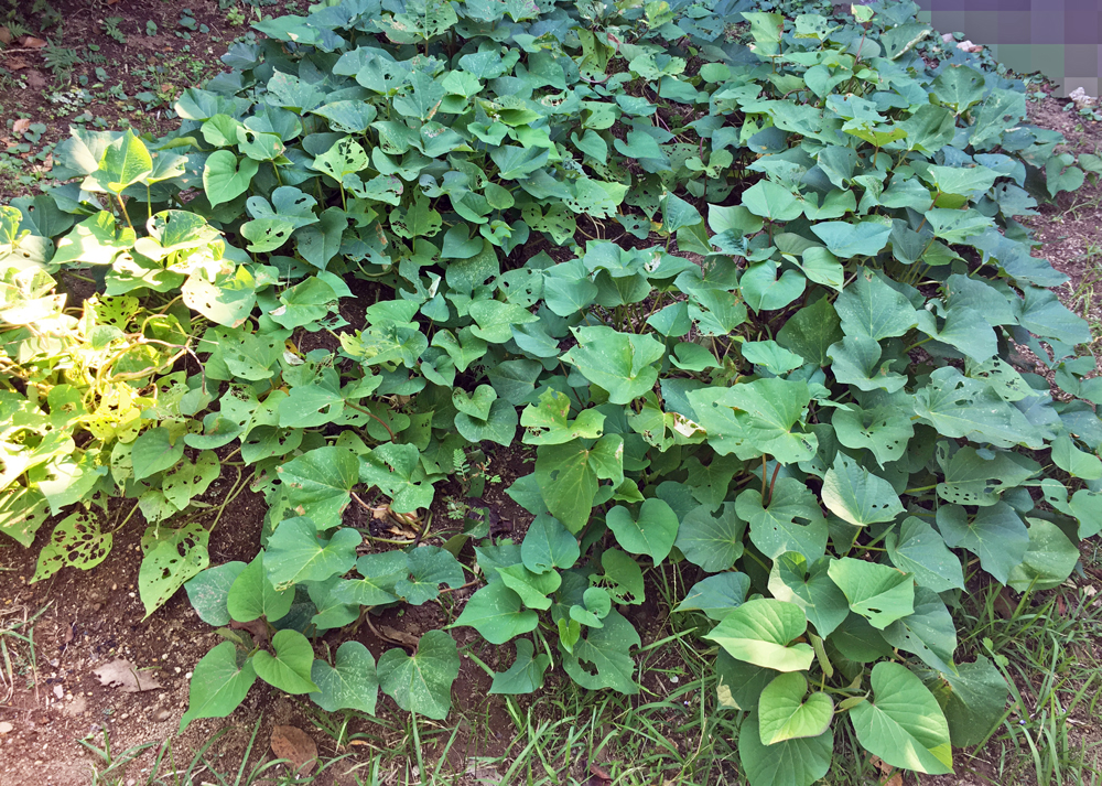 さつまいもの小さな畑|10月の様子