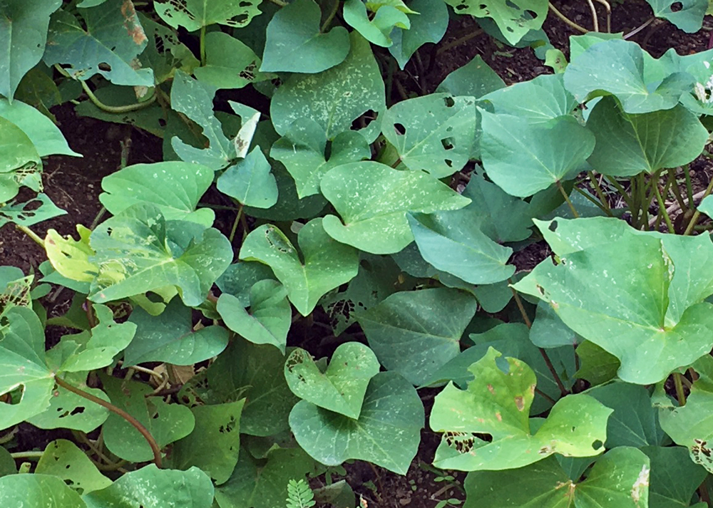 さつまいもの葉|10月の様子
