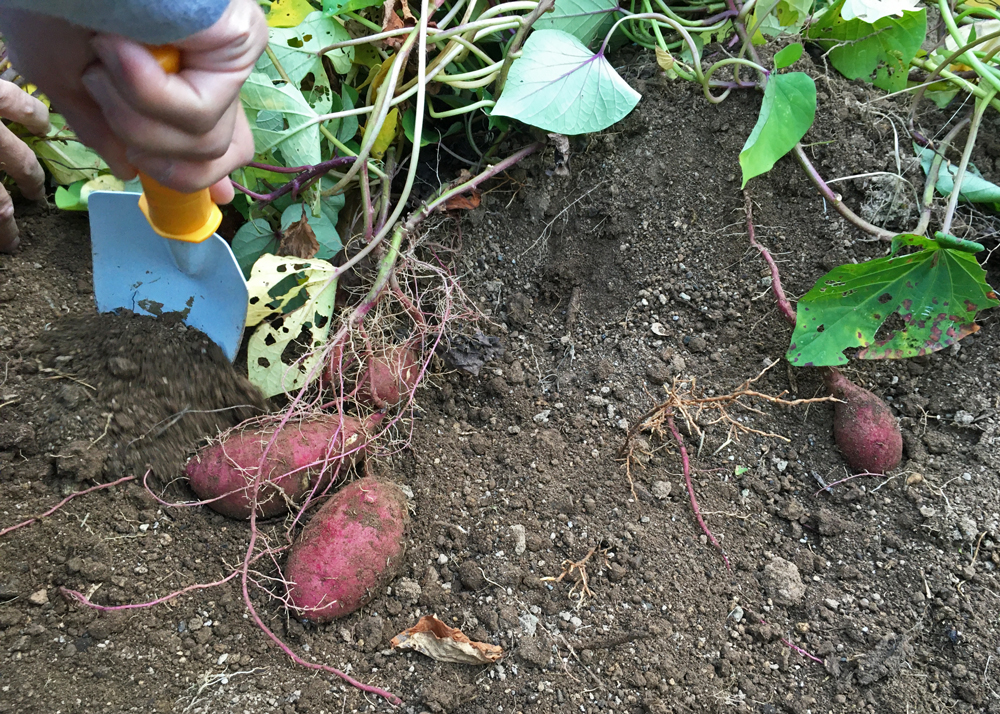 さつまいも収穫の様子|11月