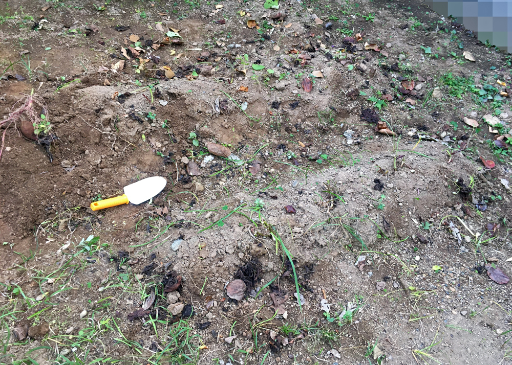 さつまいも収穫の様子|11月