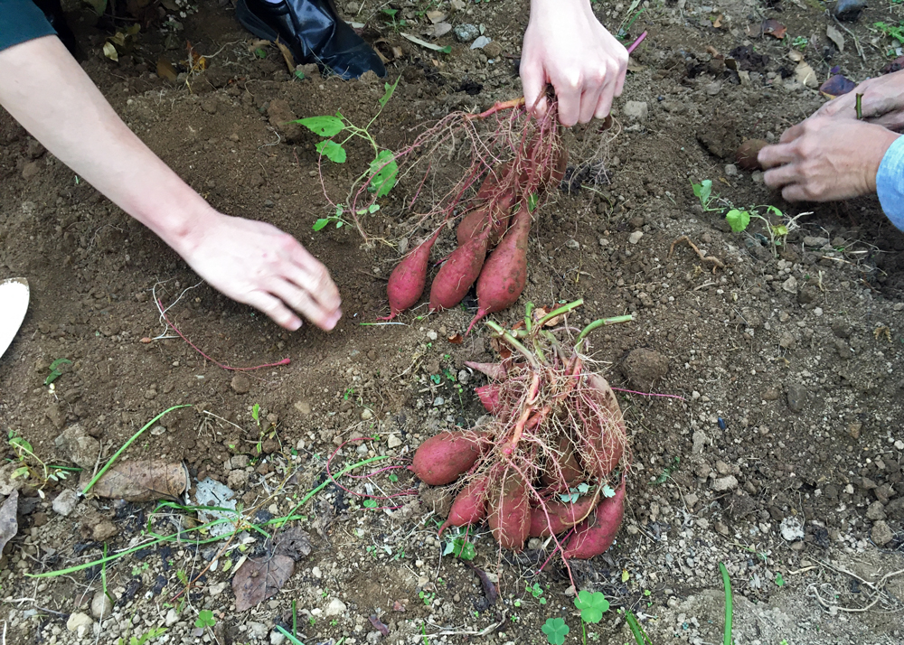 さつまいも収穫の様子|11月
