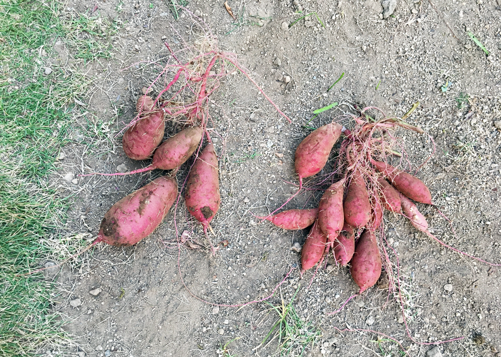 さつまいも収穫の様子|11月