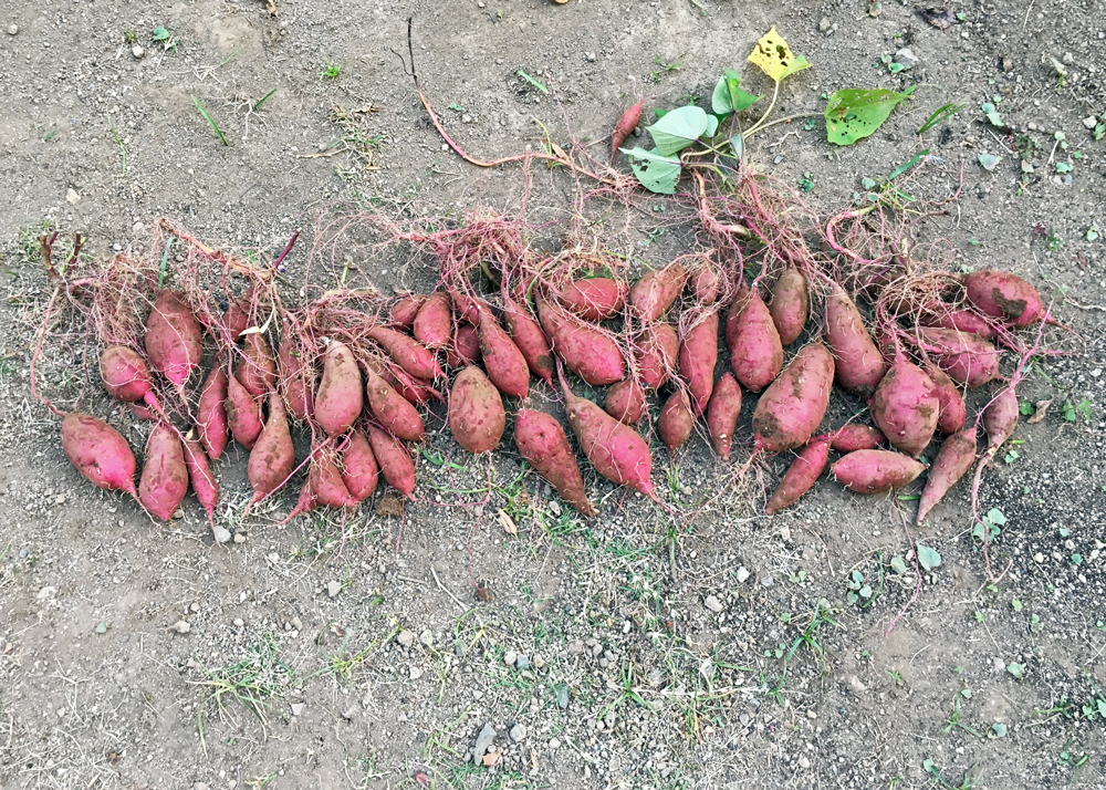 さつまいも収穫の様子|11月