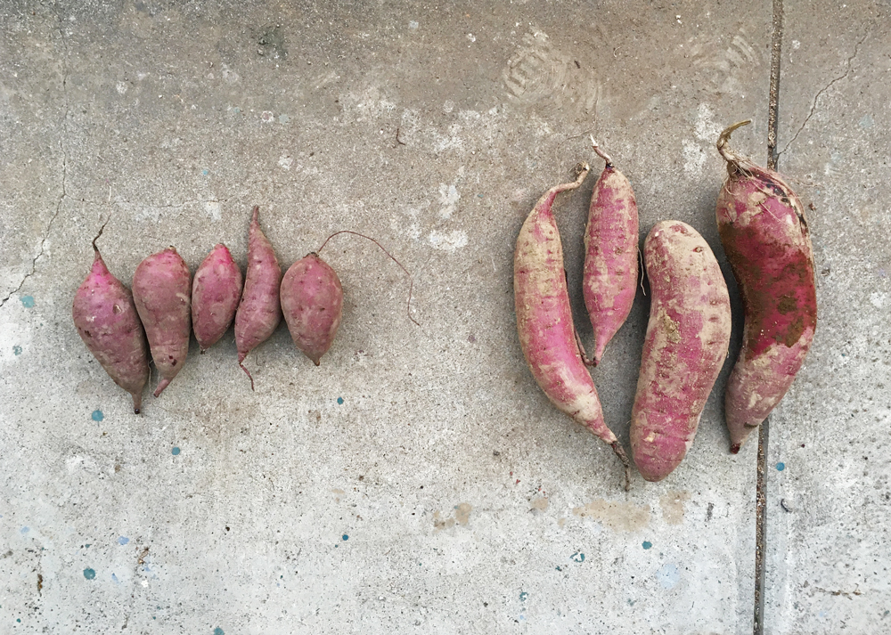 収穫したさつまいもと市販のさつまいも