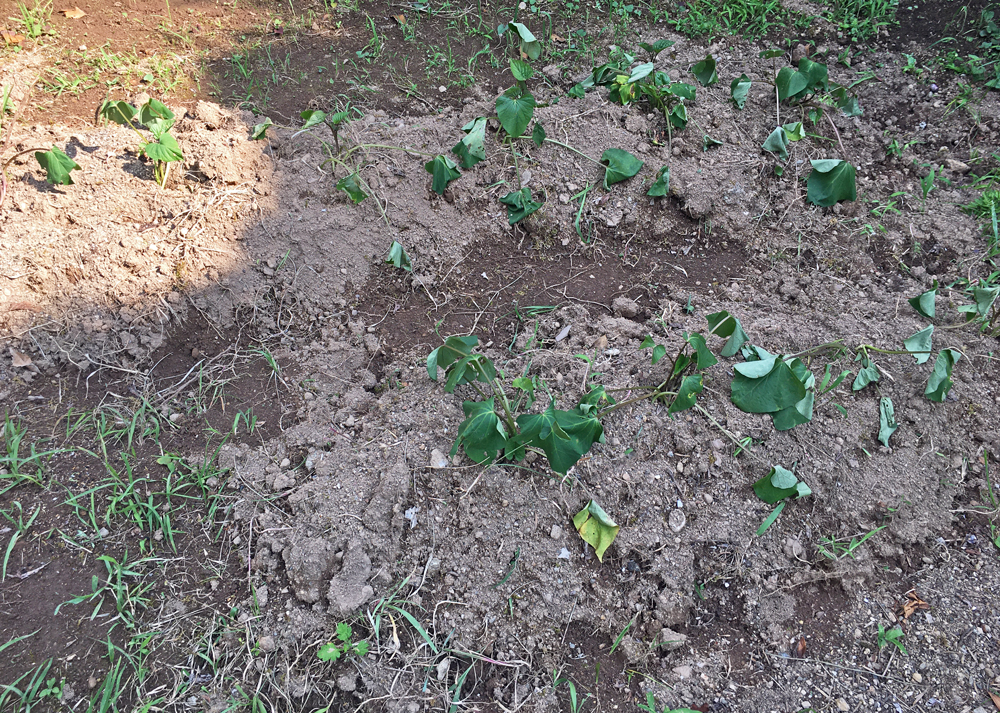 初心者がさつまいもの苗を植え付けたところ