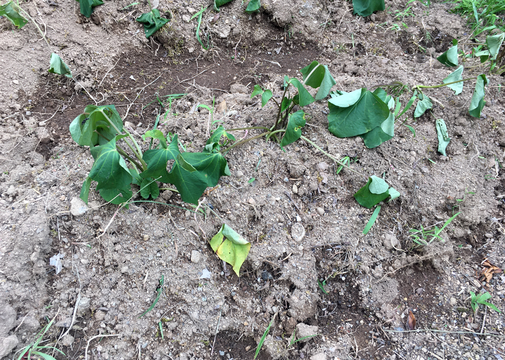 初心者がさつまいもの苗を植え付けたところ