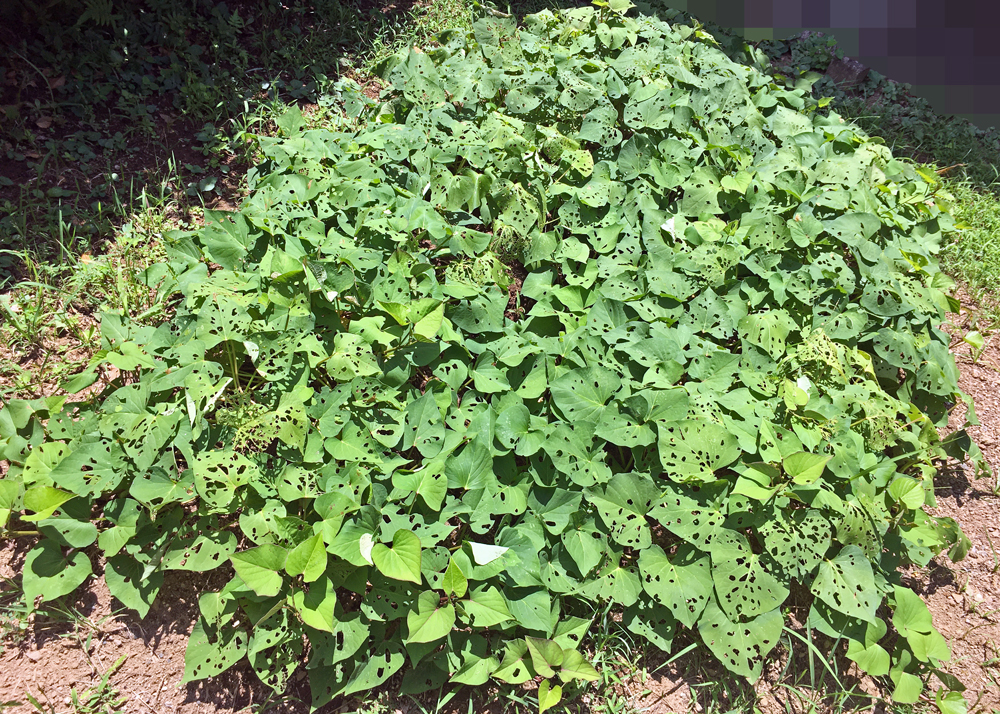 虫食い被害(バッタ)のさつまいもの苗