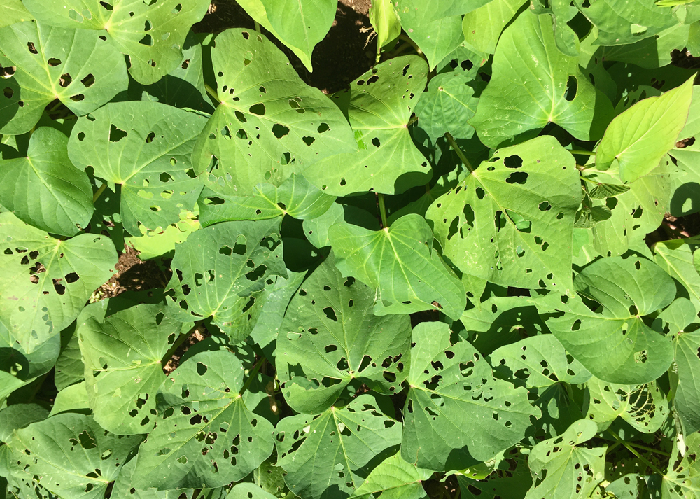 虫食い被害(バッタ)のさつまいもの苗