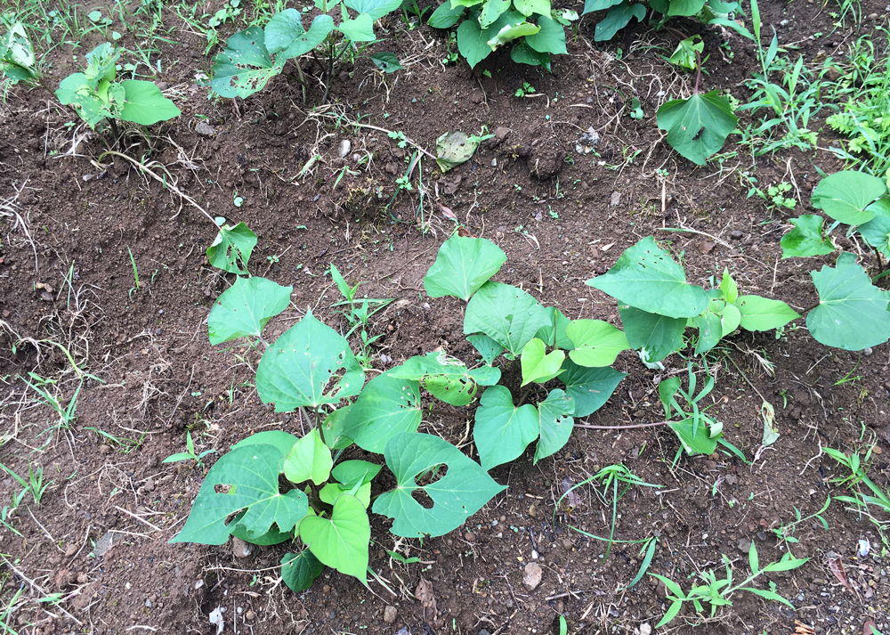 植え付けから9日後のさつまいもの苗