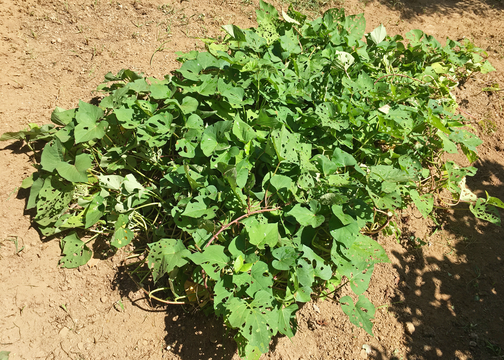 虫食い被害(バッタ)のさつまいもの苗