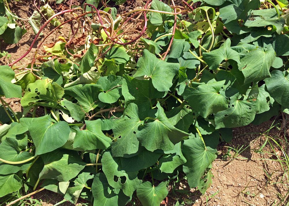 さつまいもの葉|9月の様子