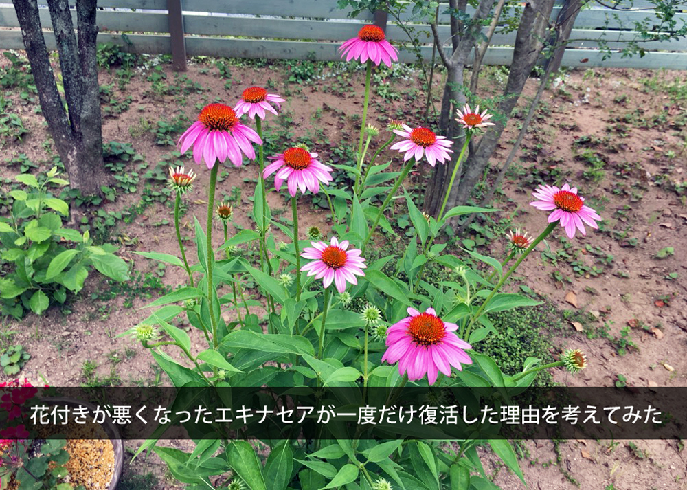 花付きが悪くなったエキナセアが一度だけ復活した理由を考えてみた