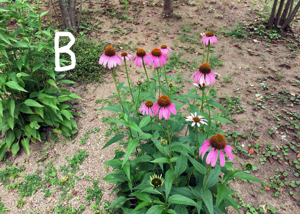 地植えのエキナセア