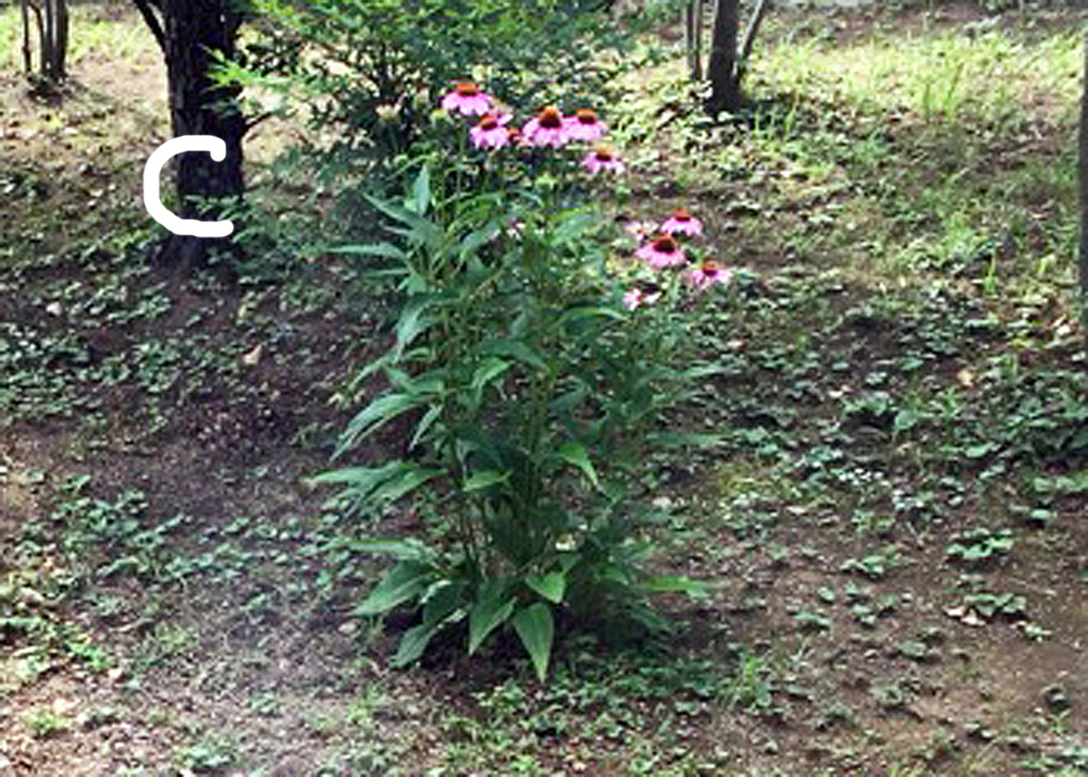 地植えのエキナセア