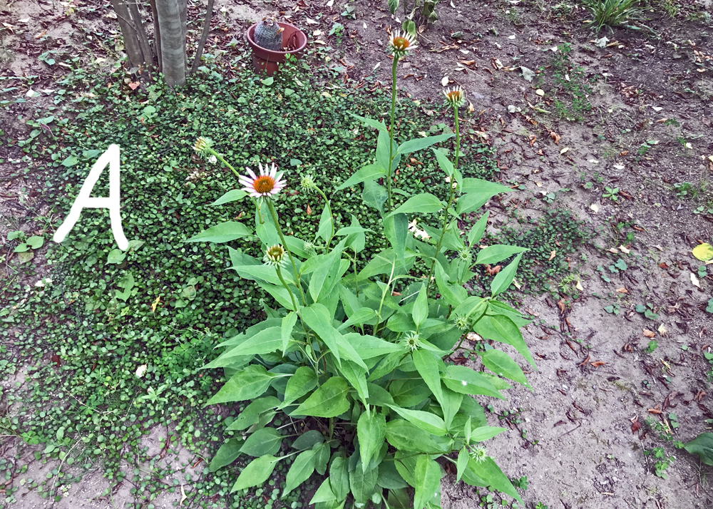 成長が悪いエキナセア