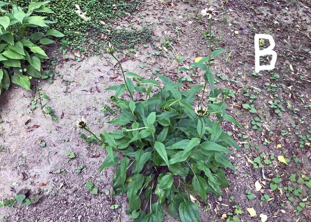 成長が悪いエキナセア