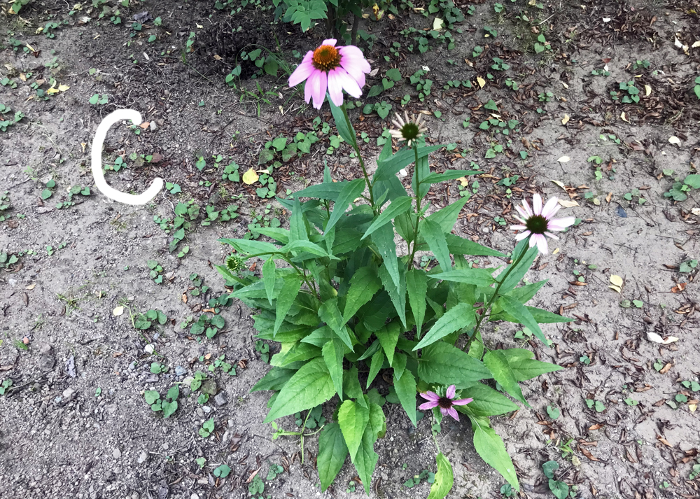 成長が悪いエキナセア