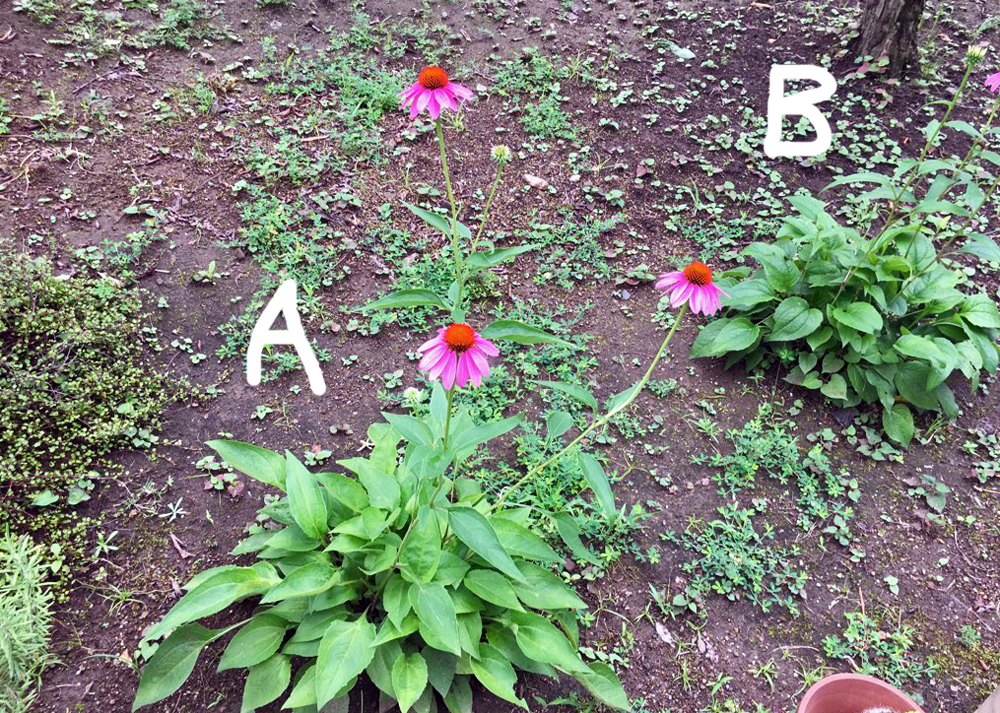 花付きが悪くなったエキナセア