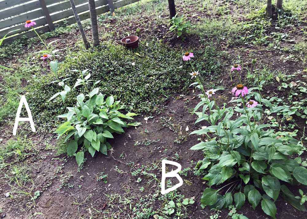 成長が悪いエキナセア