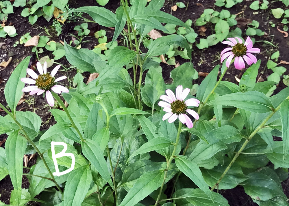 成長が悪いエキナセア