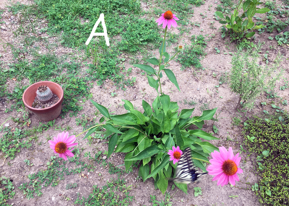 花付きが悪くなったエキナセア