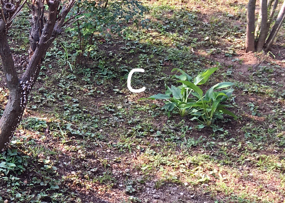 花付きが悪くなったエキナセア