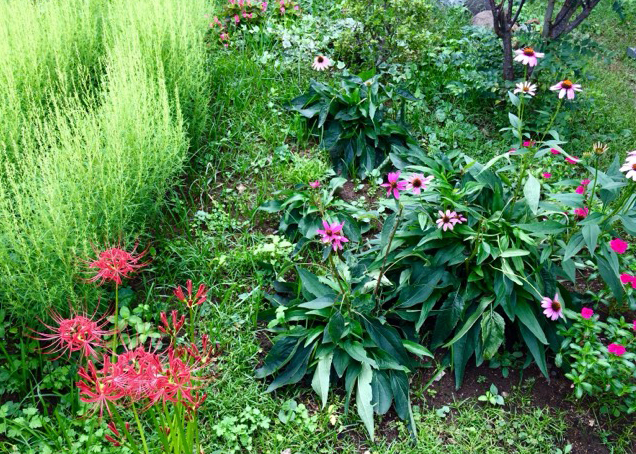 地植えのエキナセア