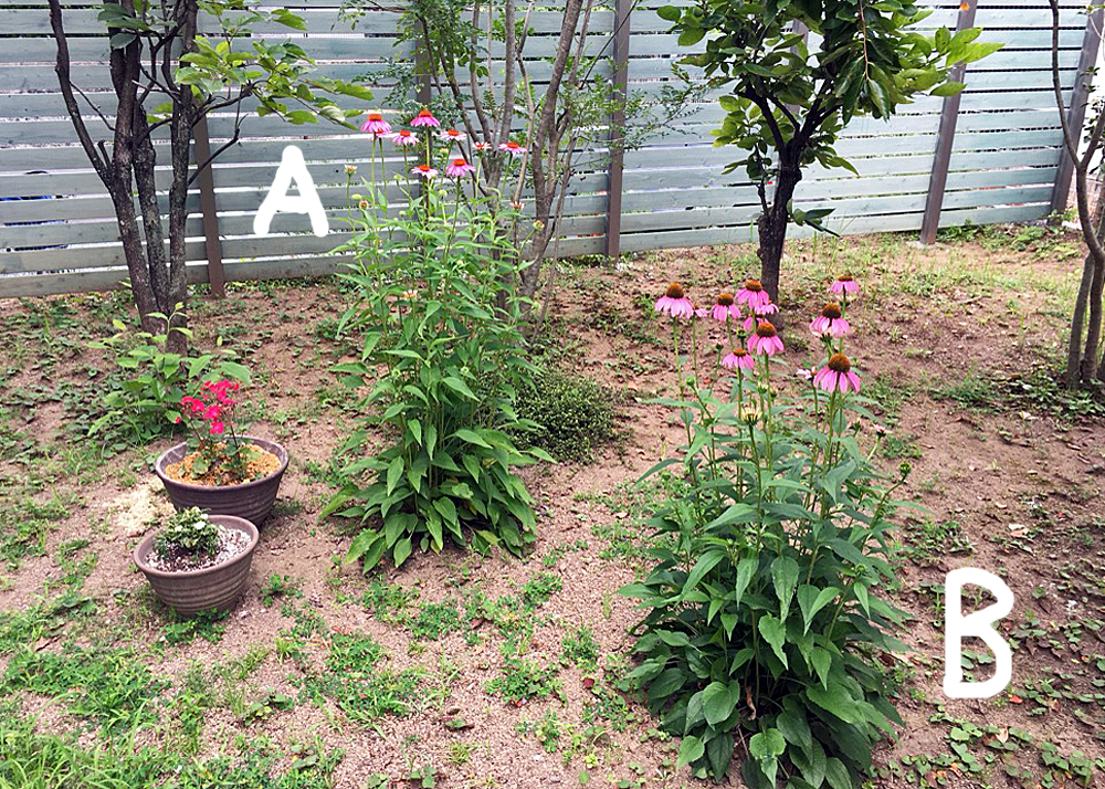地植えのエキナセア