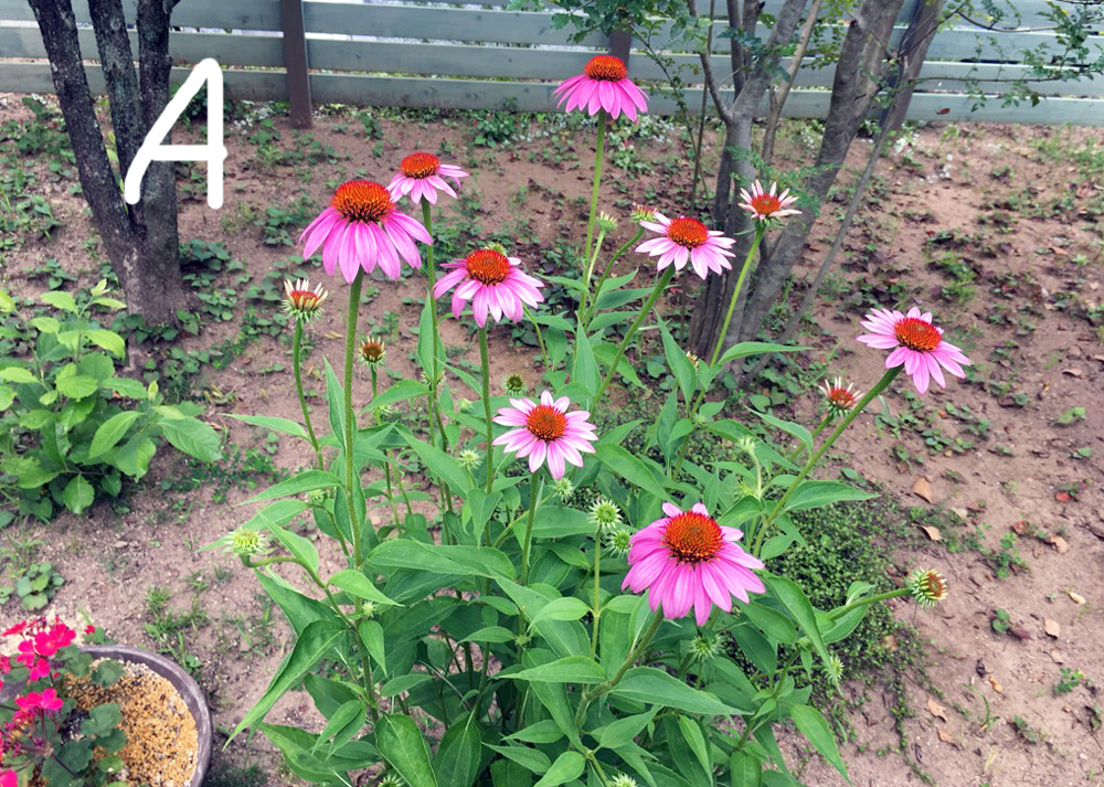 地植えのエキナセア