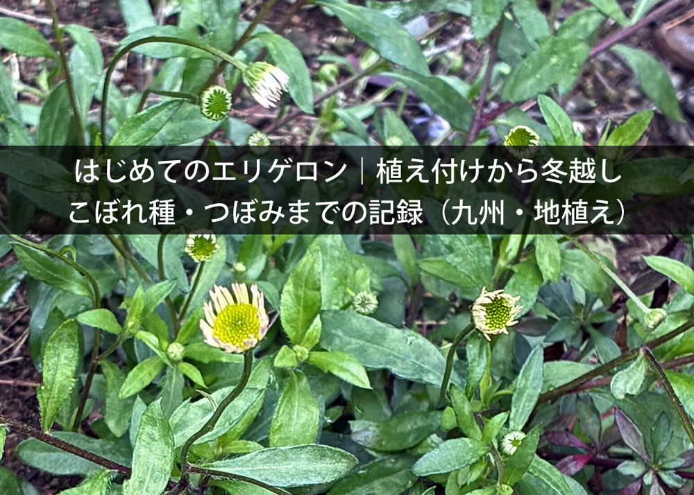 はじめてのエリゲロン｜植え付けから冬越し・こぼれ種・つぼみまでの記録（九州・地植え）