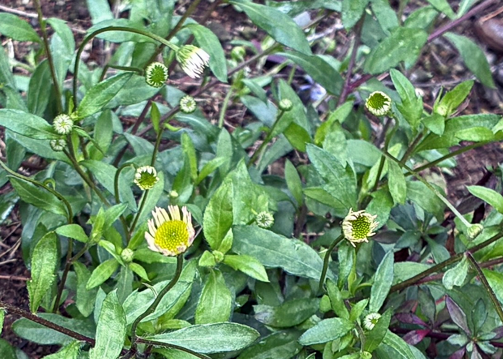 エリゲロンのつぼみ