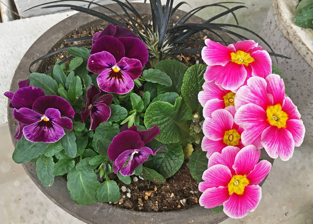 ビオラとプリムラの寄せ植え