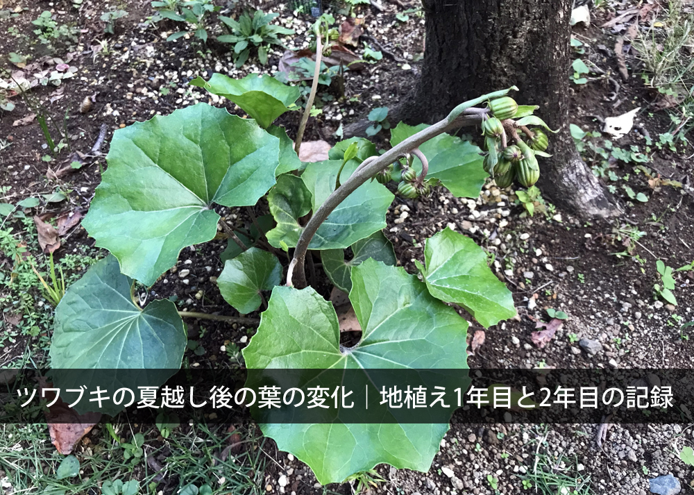 ツワブキの夏越し後の葉の変化｜地植え1年目と2年目の記録