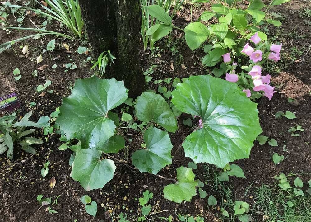 ツワブキ|植え付け後、5月上旬の様子