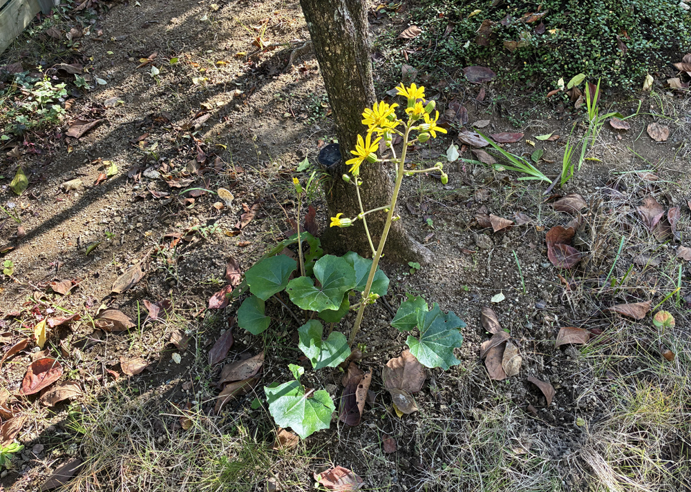 12月上旬|花が咲いたツワブキ