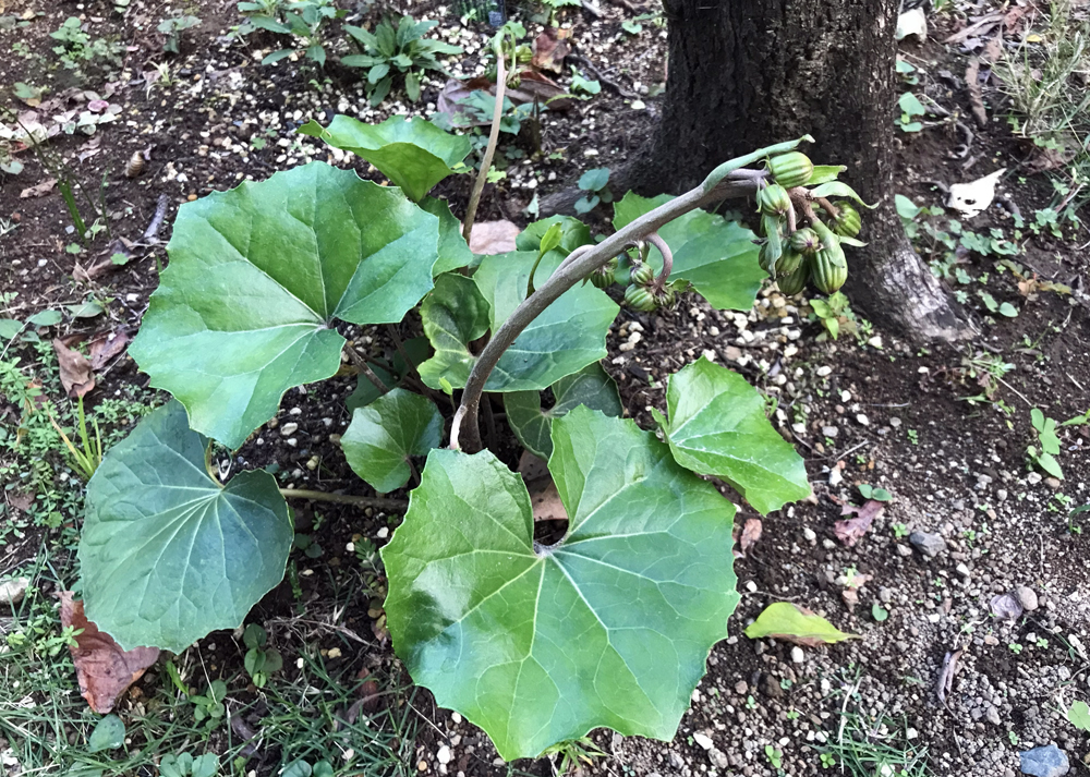 11月中旬|花芽をつけたツワブキ