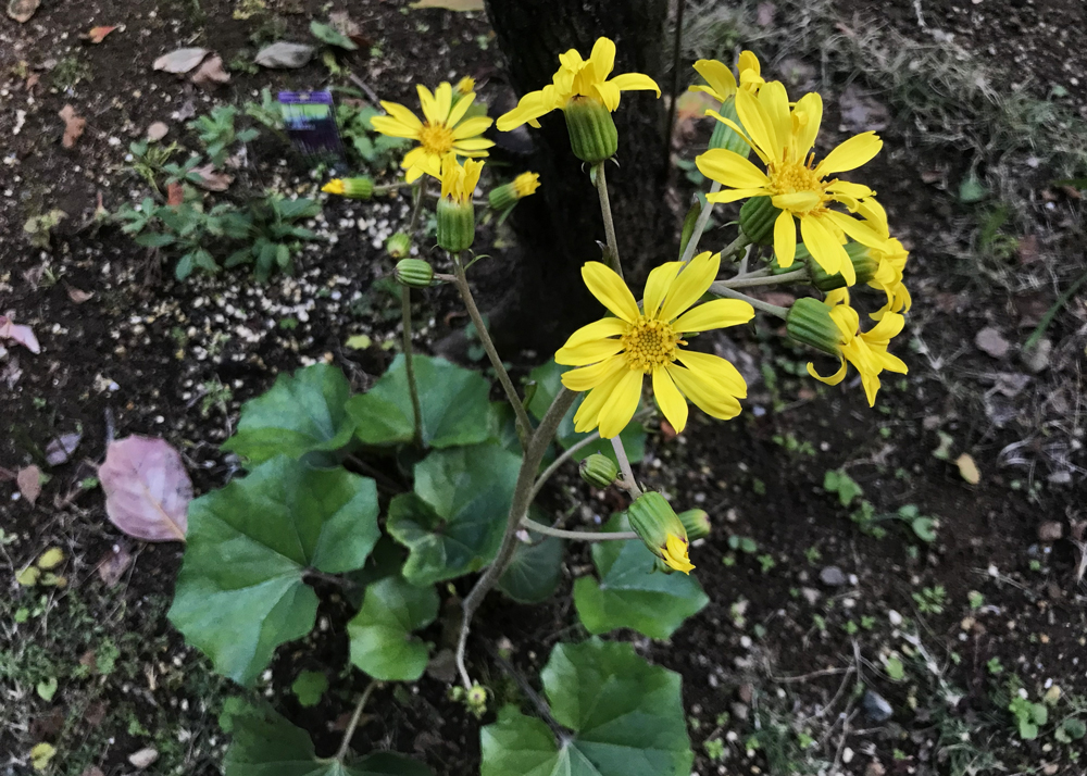 12月上旬|花が咲いたツワブキ