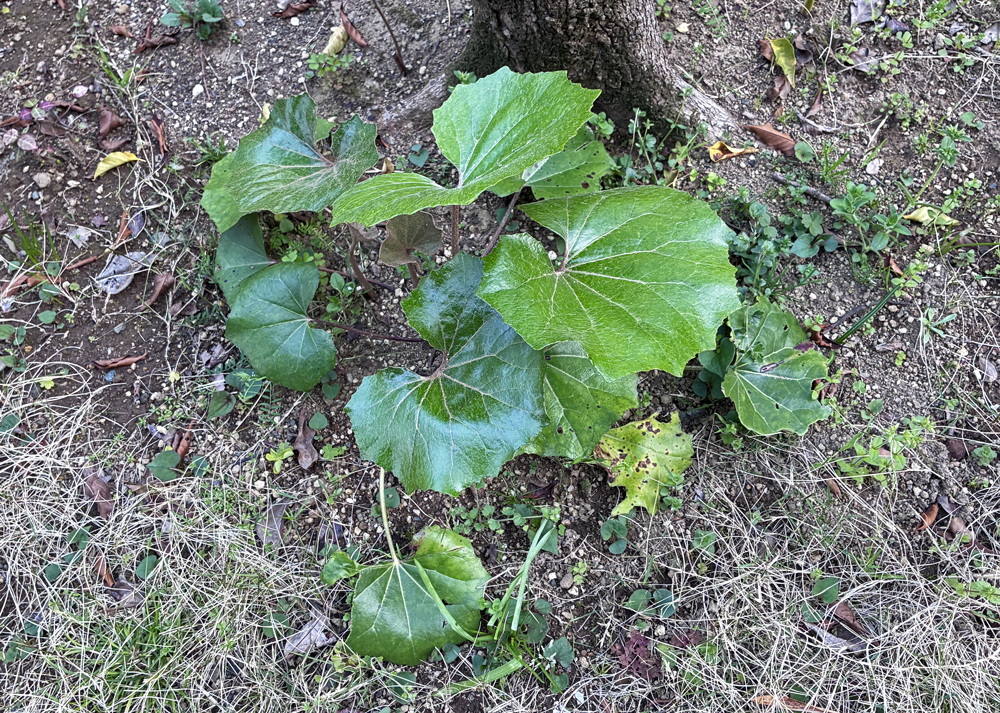 ツワブキの葉|3月下旬の様子