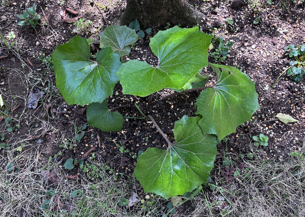 ツワブキの葉|4月上旬の様子