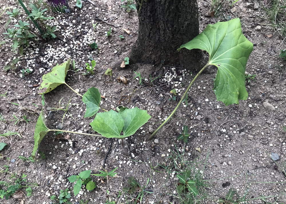 9月下旬、葉がしおれたツワブキ