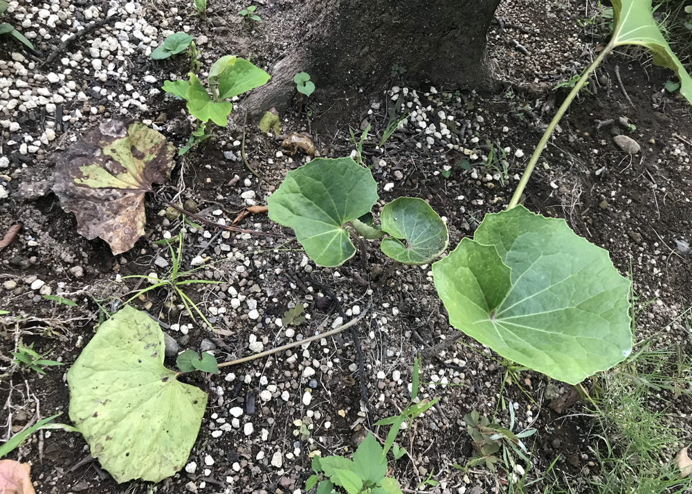 9月下旬、ツワブキの枯れた葉としおれた葉