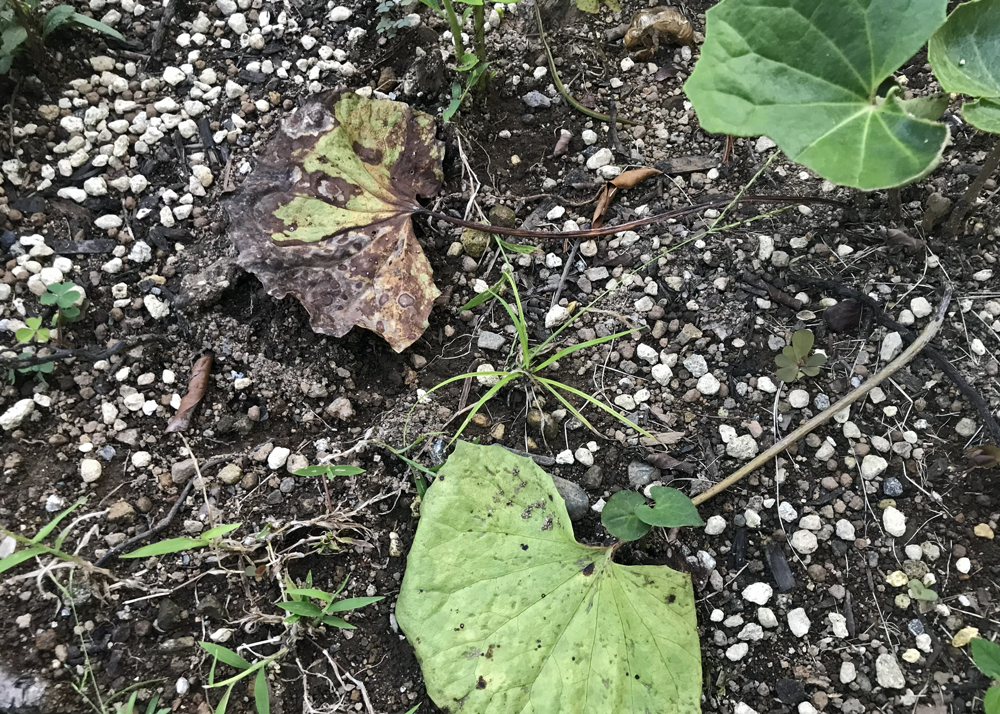 9月下旬、ツワブキの枯れた葉