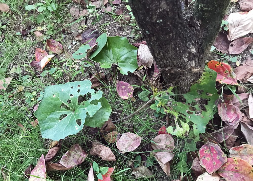 10月上旬|ツワブキの虫食いされた葉