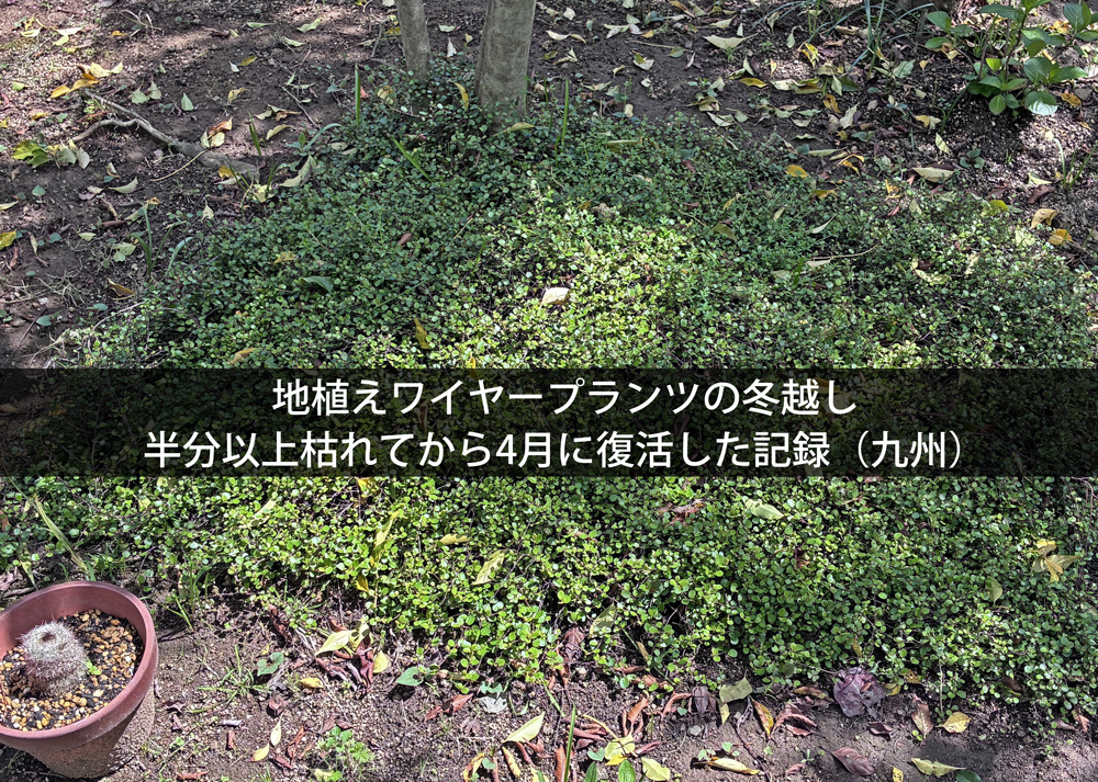 地植えワイヤープランツの冬越し｜半分以上枯れてから4月に復活した記録（九州）