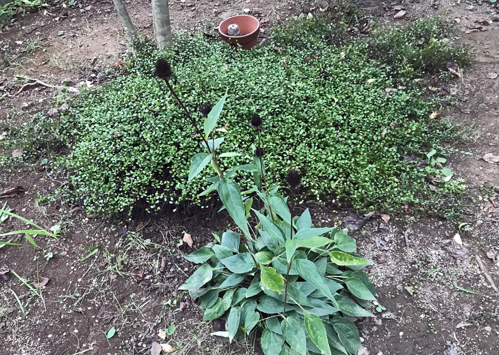 地植えのワイヤープランツ(10月下旬の様子)