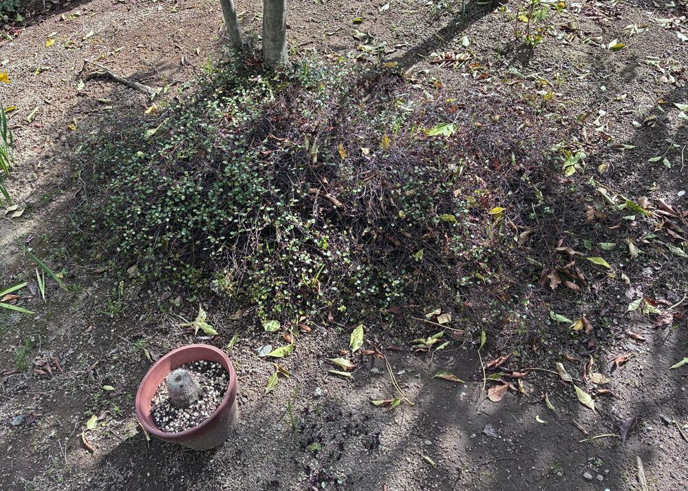 地植えワイヤープランツ(3月中旬・半分以上が枯れた株から芽吹いている様子)