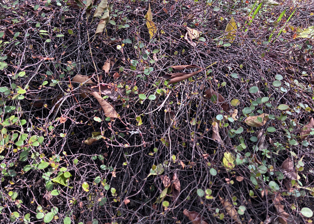 地植えワイヤープランツ(3月中旬・半分以上が枯れた株から芽吹いている様子)