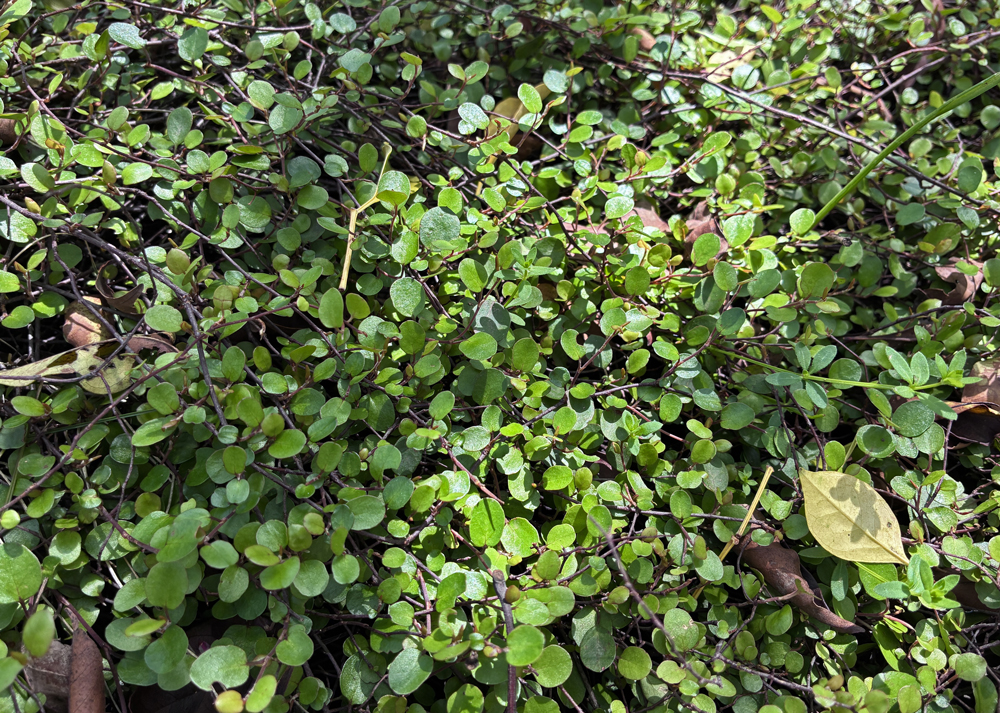 地植えワイヤープランツ(4月上旬・半分以上枯れた株が復活した様子)