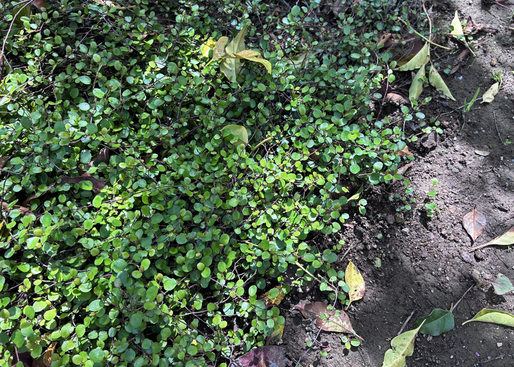 地植えワイヤープランツ(4月上旬・半分以上枯れた株が復活した様子)