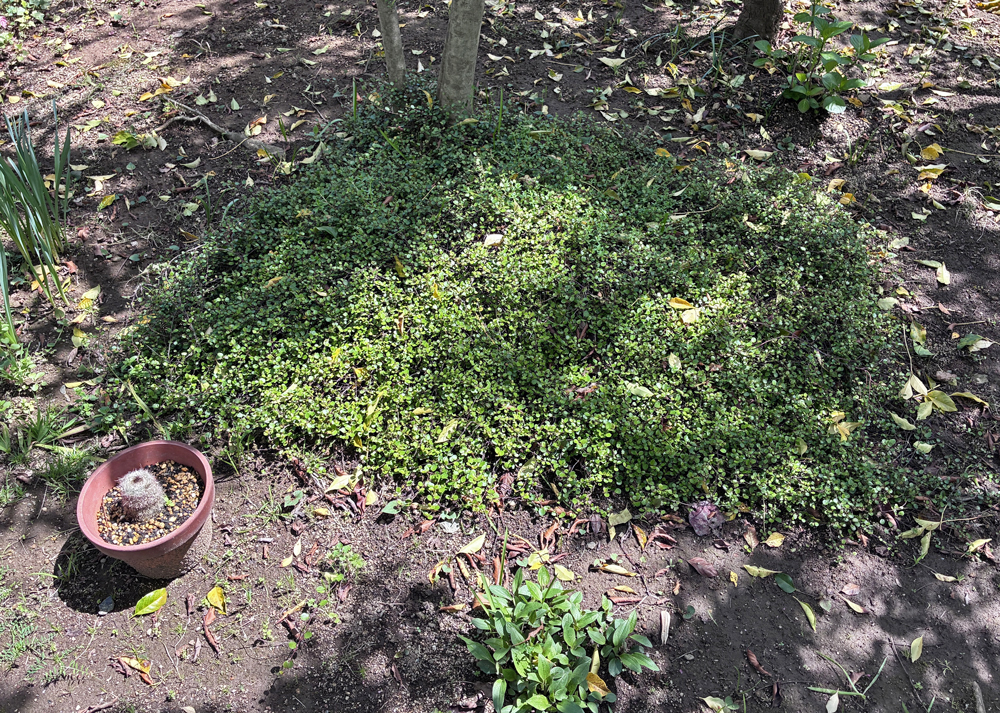 地植えワイヤープランツ(4月上旬・半分以上枯れた株が復活した様子)